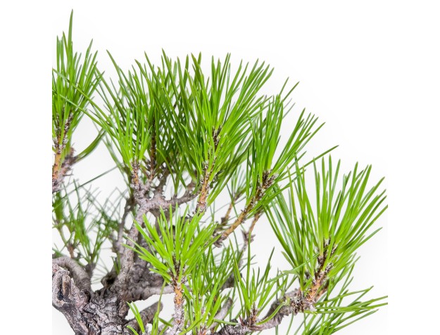 Bonsai aus Pinus thunbergii – Schwarzkiefer %separator% %category% 2