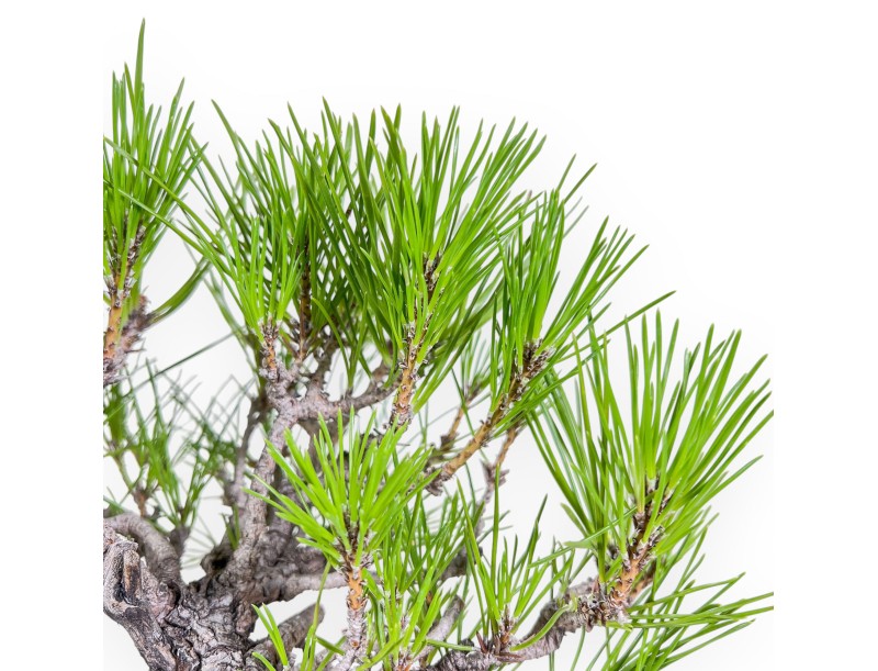 Bonsaï de Pinus thunbergii - Pin noir %separator% %category%