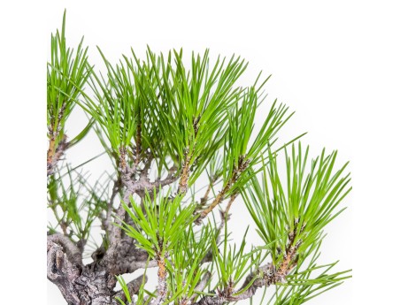 Bonsai di Pinus thunbergii - Pino nero %separator% %category%