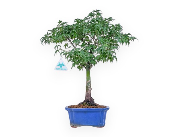 Bonsai di Acer palmatum shishigashira - Acero %separator% %category%