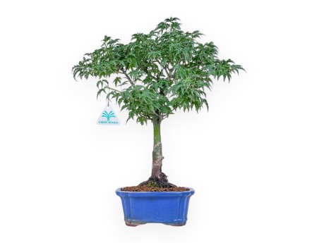 Bonsai van Acer palmatum shishigashira - Esdoorn %separator% %category%