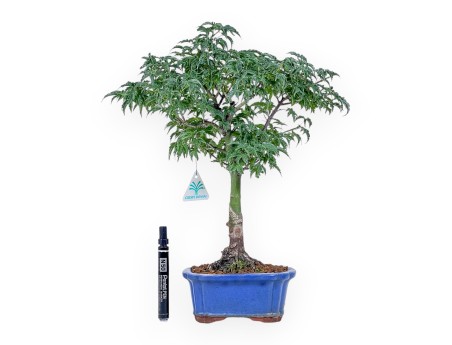 Bonsai aus Acer palmatum shishigashira – Ahorn %separator% %category%
