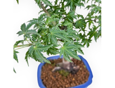 Acer palmatum shishigashira bonsai - Maple %separator% %category%