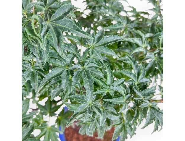 Bonsai di Acer palmatum shishigashira - Acero %separator% %category% 2