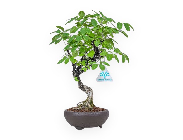 Akebia quinata bonsai %separator% %category%
