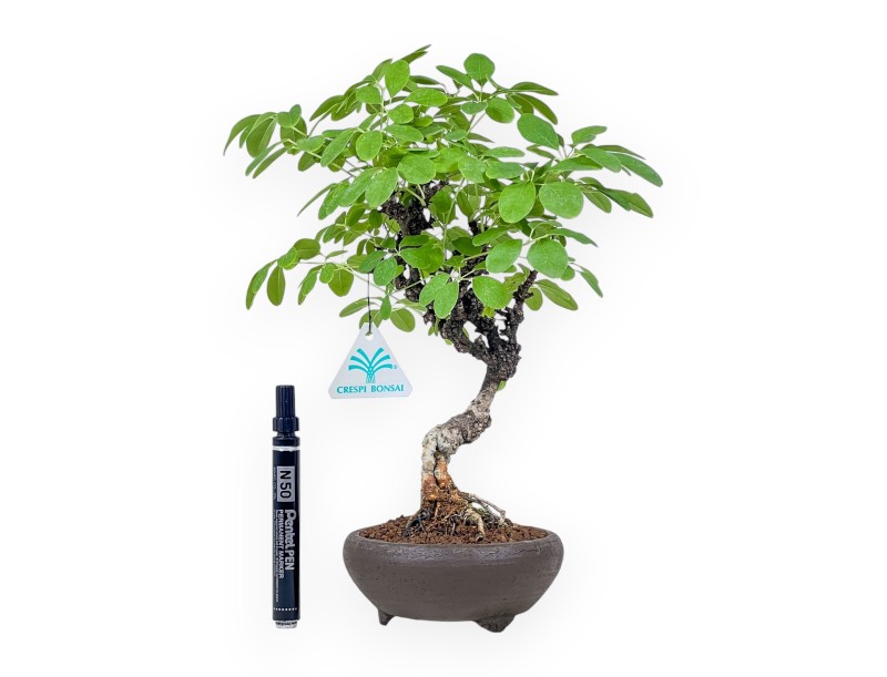 Akebia quinata bonsai %separator% %category%