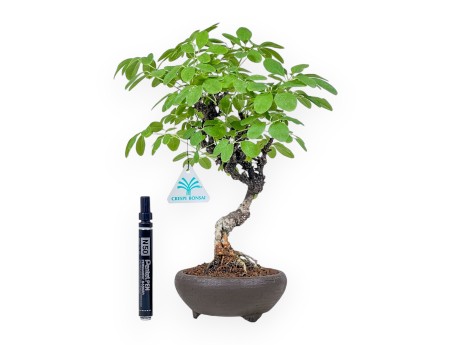 Akebia quinata bonsai %separator% %category%