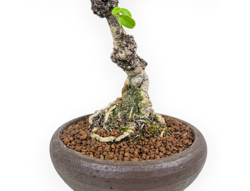 Akebia quinata bonsai %separator% %category%