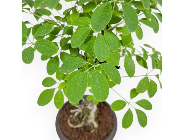 Akebia quinata bonsai %separator% %category% 2