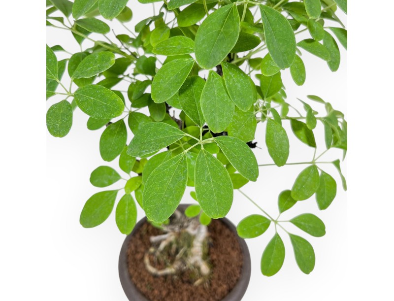 Akebia quinata bonsai %separator% %category%