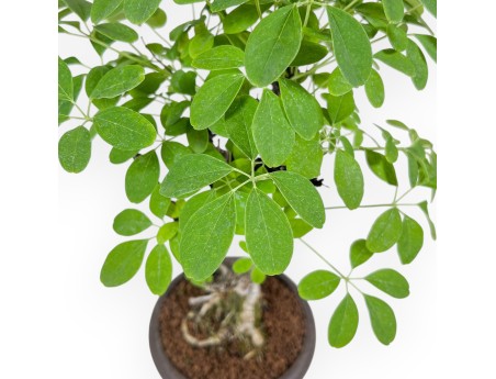 Akebia quinata bonsai %separator% %category%