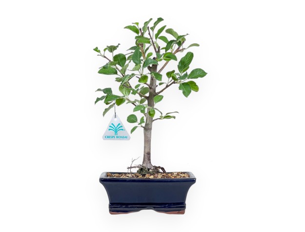 Bonsaï de Malus - Pommier %separator% %category%