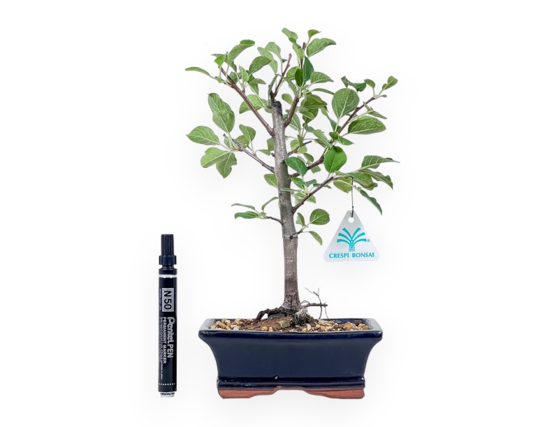 Bonsai di Malus Rob. Yellow Siberian - Melo %separator% %category%