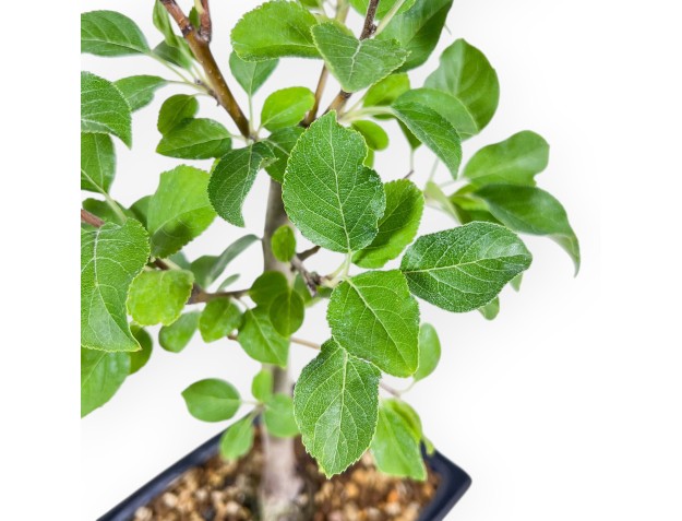 Malus-bonsai - Appelboom %separator% %category% 2