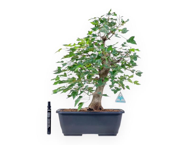 Acer buergerianum bonsai - Maple %separator% %category%