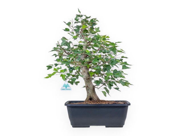 Bonsai di Acer buergerianum - Acero %separator% %category%