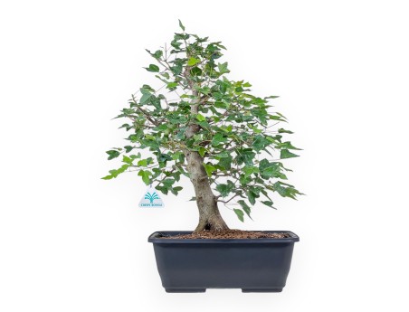 Bonsaï d'Acer buergerianum - Érable %separator% %category%