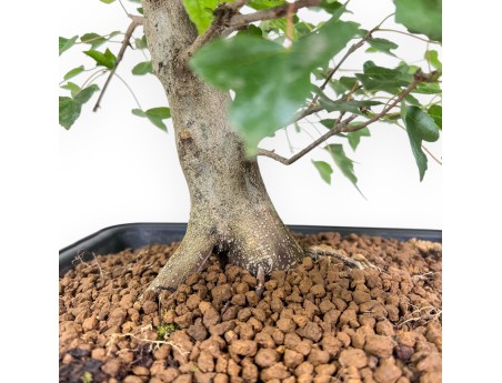 Acer buergerianum bonsai - Maple %separator% %category%