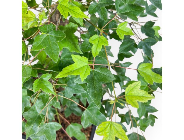 Bonsai aus Acer buergerianum – Ahorn %separator% %category% 2