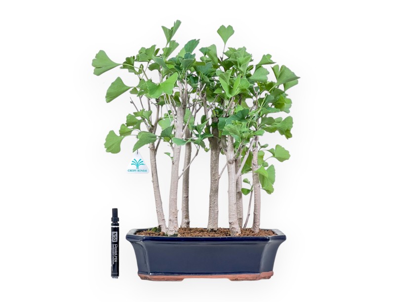 Bonsai di Ginkgo biloba %separator% %category%