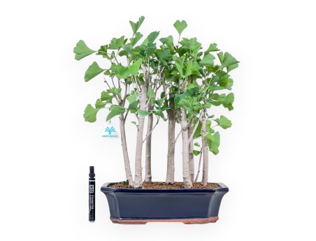 Bonsai di Ginkgo biloba %separator% %category%