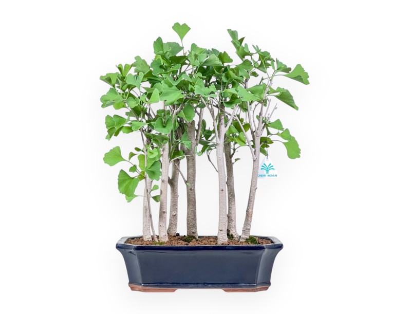Bonsai di Ginkgo biloba %separator% %category%