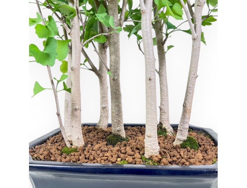 Bonsai di Ginkgo biloba %separator% %category%
