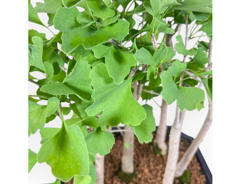 Bonsai di Ginkgo biloba %separator% %category%