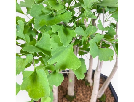 Bonsai di Ginkgo biloba %separator% %category%
