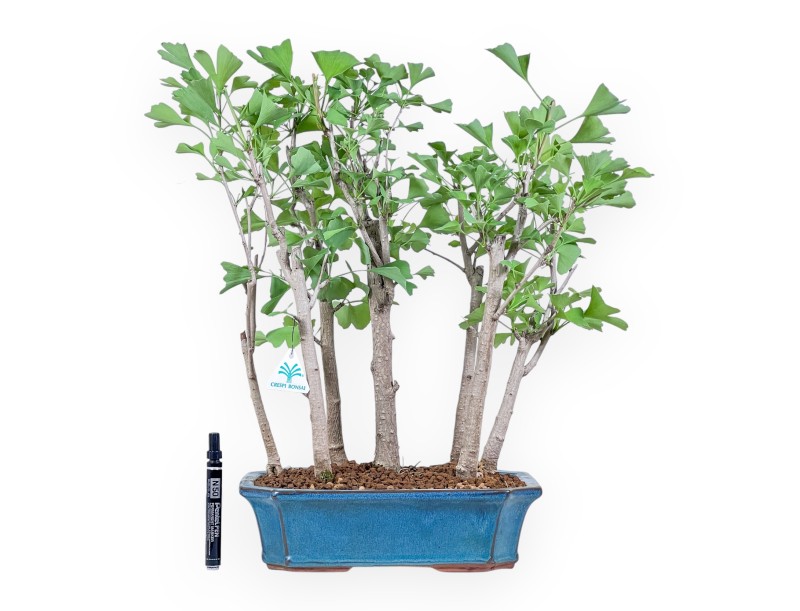 Bonsai di Ginkgo biloba %separator% %category%