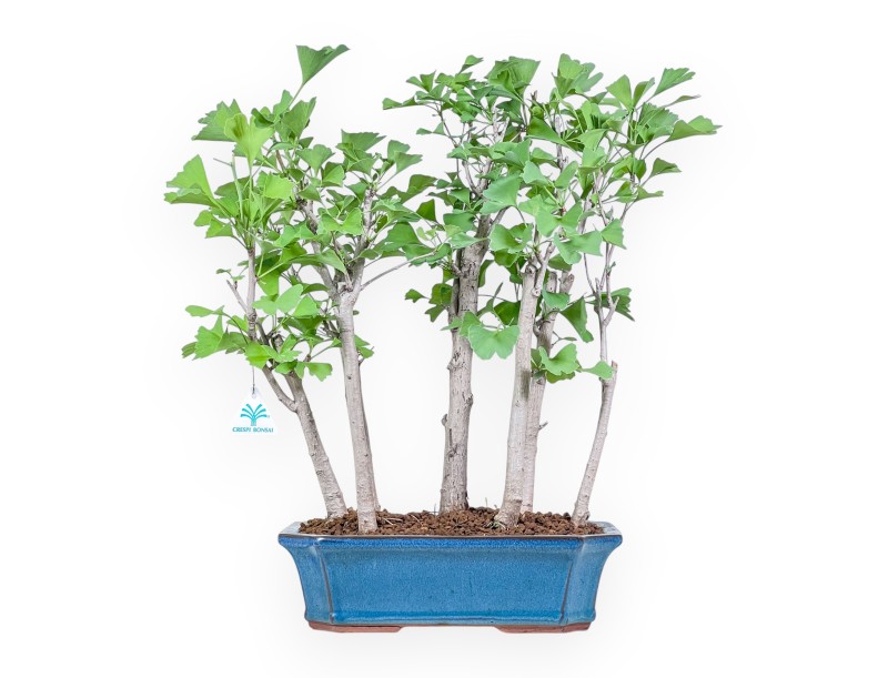 Bonsai di Ginkgo biloba %separator% %category%