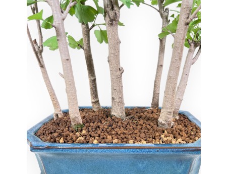 Bonsai di Ginkgo biloba %separator% %category%