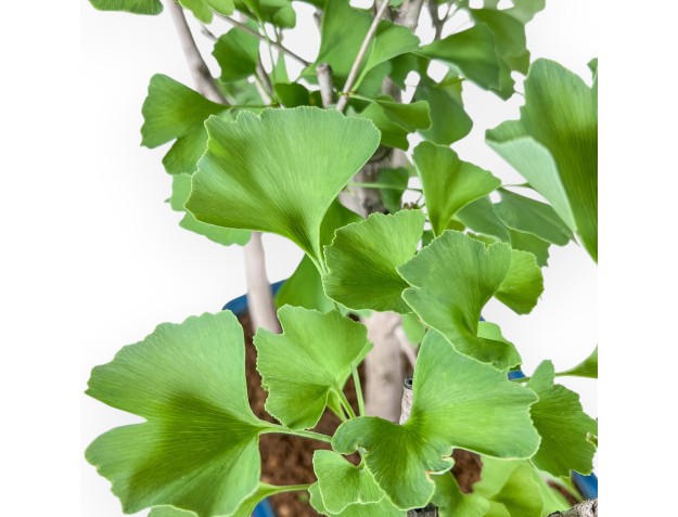 Bonsai di Ginkgo biloba %separator% %category% 2