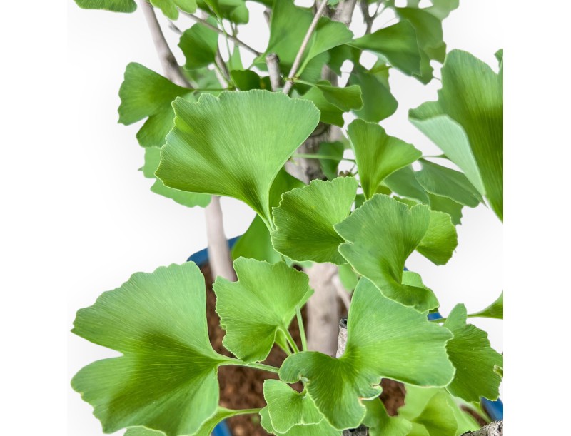 Bonsai di Ginkgo biloba %separator% %category%