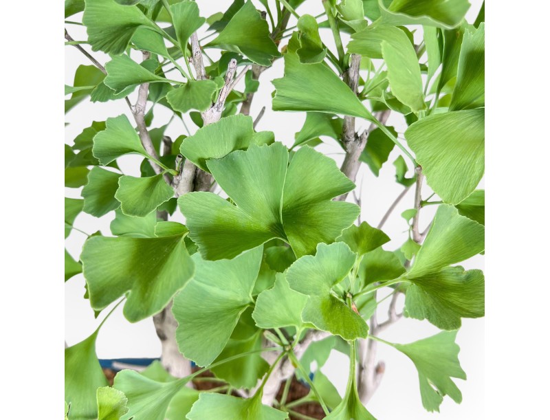 Bonsai di Ginkgo biloba %separator% %category%