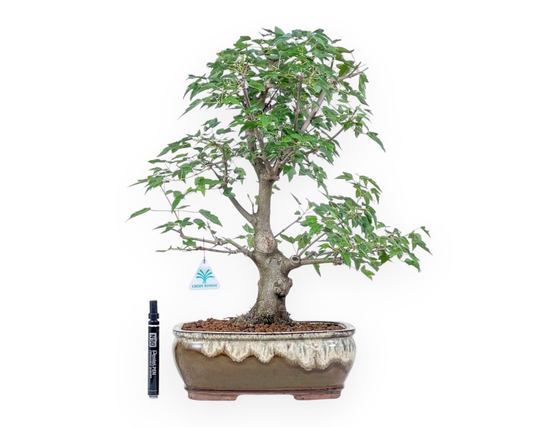 Bonsai di Acer buergerianum - Acero %separator% %category%