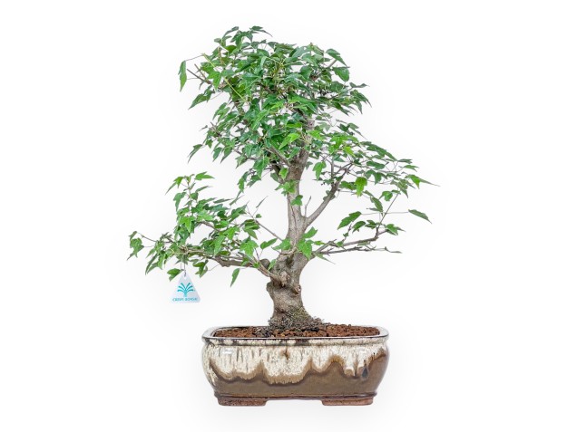 Bonsai van Acer buergerianum - Esdoorn %separator% %category%