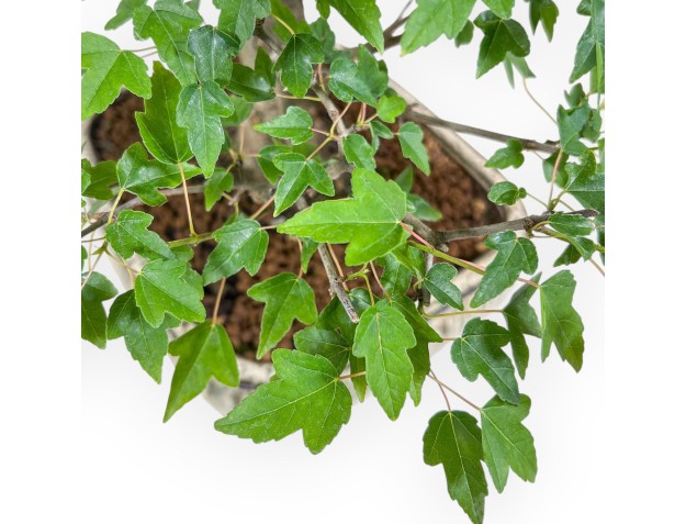 Bonsai aus Acer buergerianum – Ahorn %separator% %category% 2