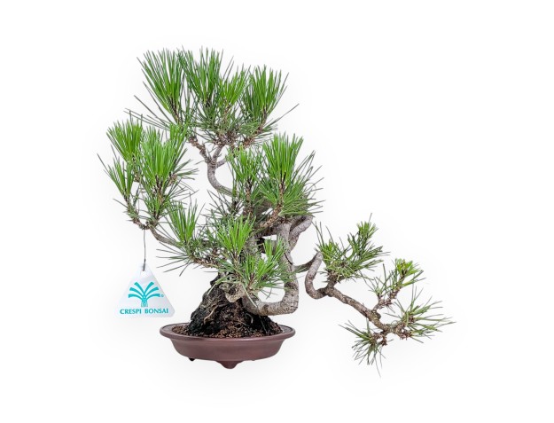 Bonsai di Pinus thunbergii - Pino nero %separator% %category%