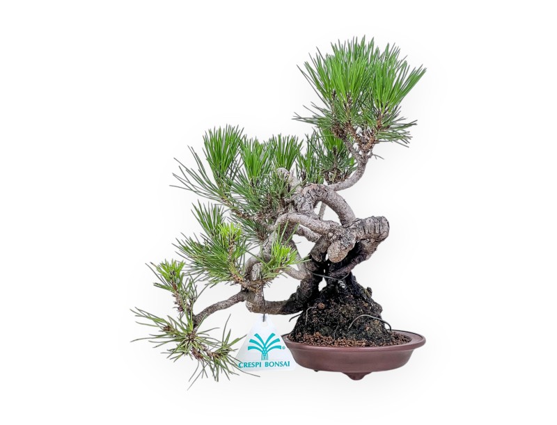 Bonsai di Pinus thunbergii - Pino nero %separator% %category%