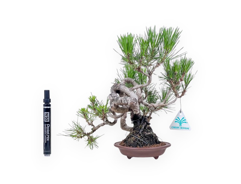 Pinus thunbergii bonsai – Black pine %separator% %category%