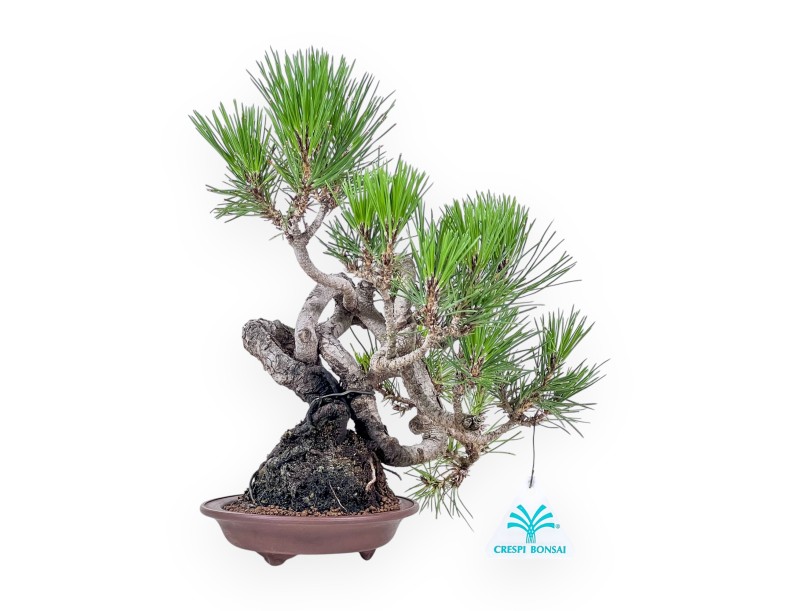 Bonsai di Pinus thunbergii - Pino nero %separator% %category%