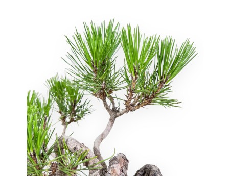 Pinus thunbergii bonsai – Black pine %separator% %category%