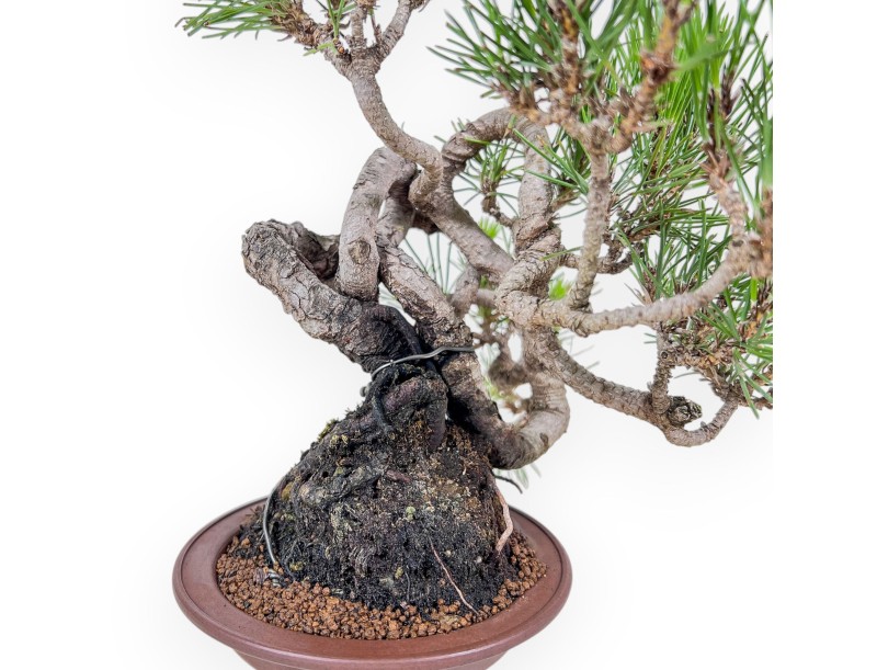 Bonsái de Pinus thunbergii - Pino negro %separator% %category%