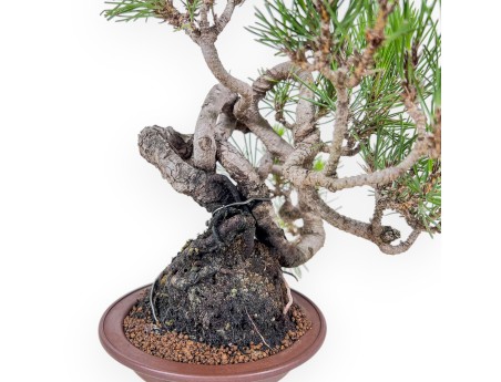 Pinus thunbergii bonsai – Black pine %separator% %category%