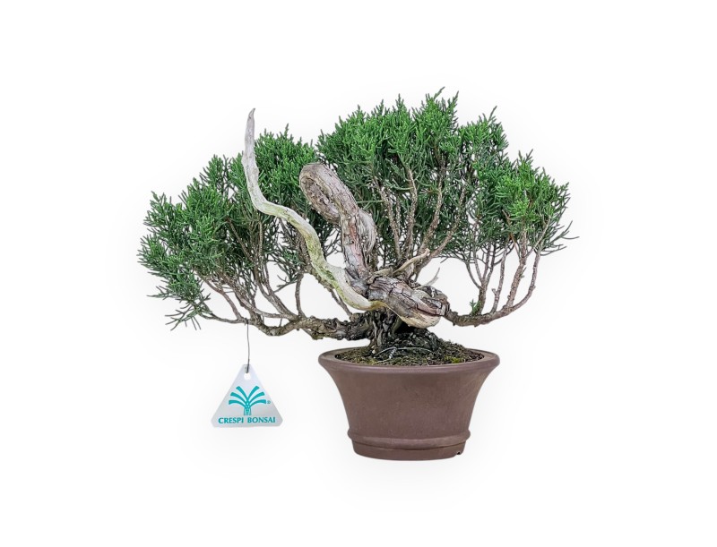 Shohin bonsai of Juniperus chinensis - Juniper %separator% %category%