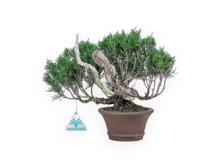 Bonsaï shohin de Juniperus chinensis - Genévrier %separator% %category%
