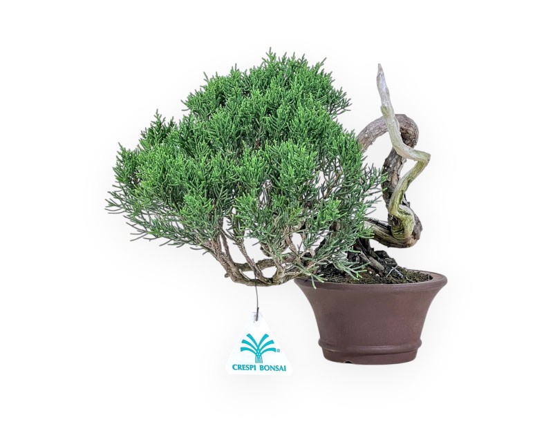 Bonsai shohin di Juniperus chinensis - Ginepro %separator% %category%