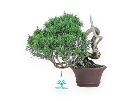Shohin Bonsai aus Juniperus chinensis – Wacholder %separator% %category%