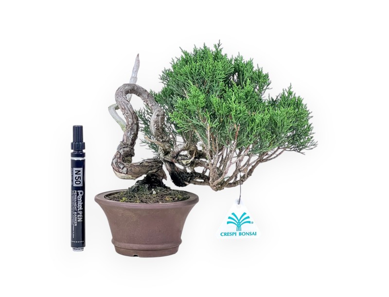 Shohin bonsai of Juniperus chinensis - Juniper %separator% %category%